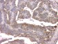 Anti-Cystatin C/CST3 Antibody Picoband™ (monoclonal, 4H8)